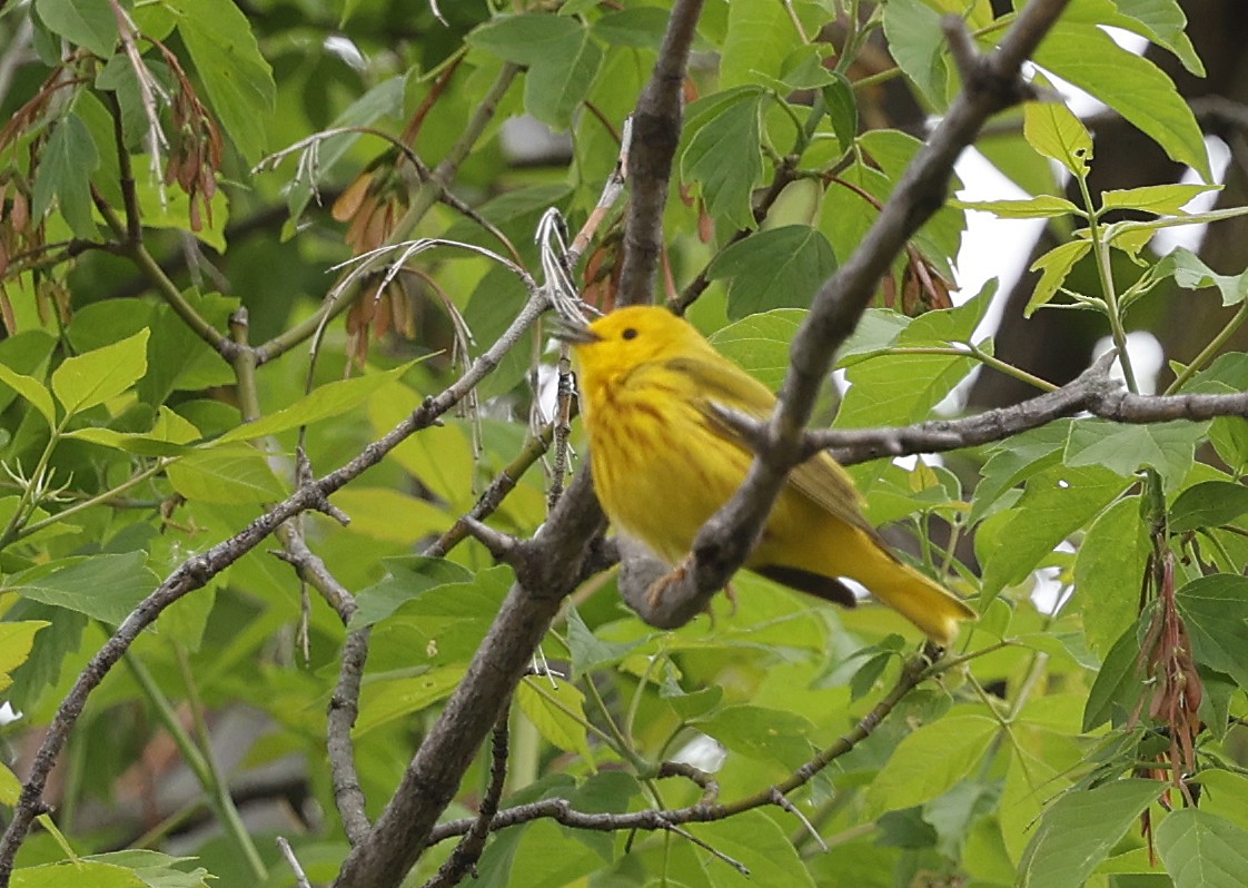 Yellow Warbler - Joel Swanstrom