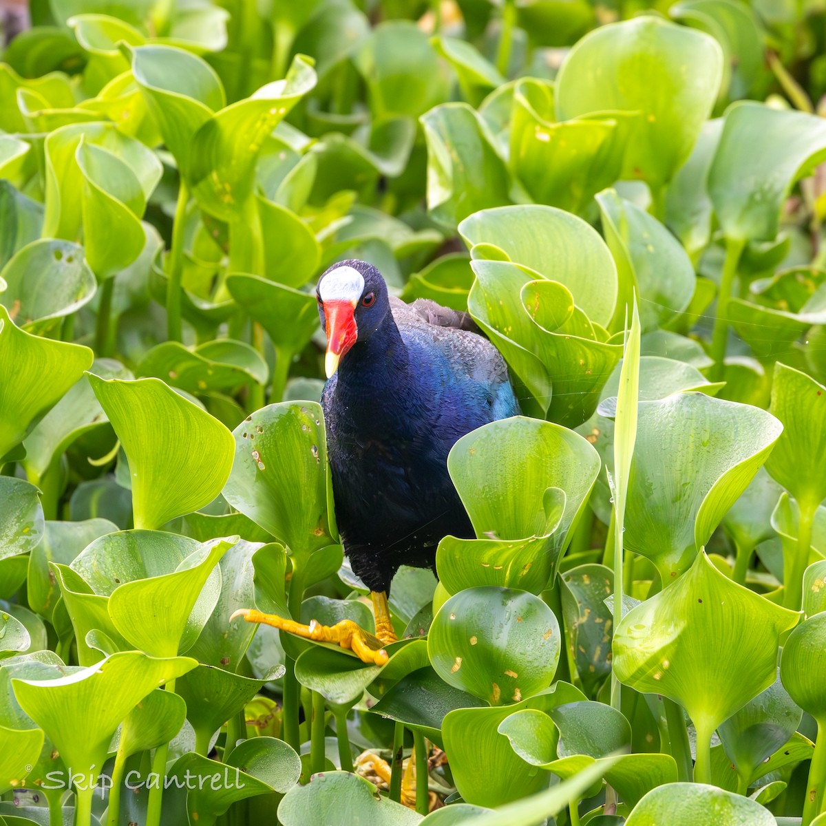 Purple Gallinule - Skip Cantrell