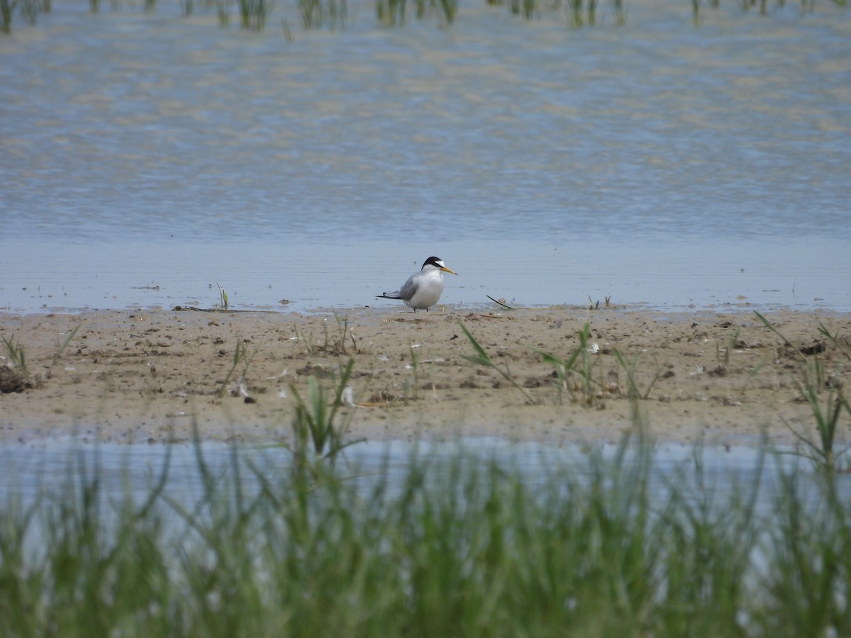 Little Tern - Murat Akkaya