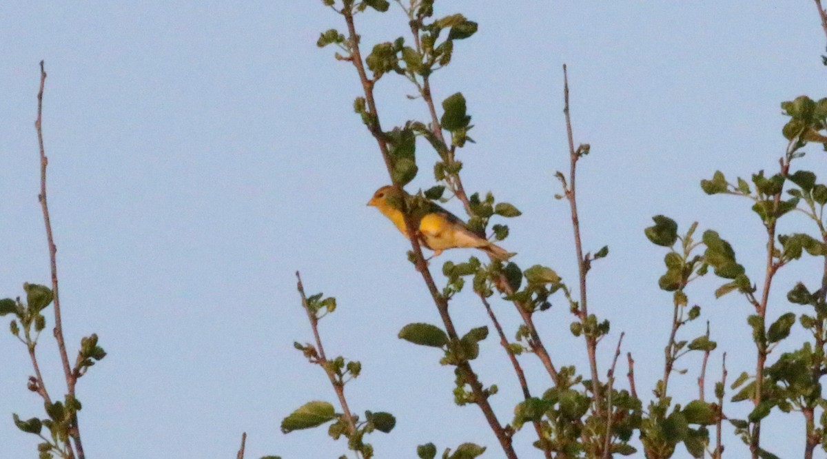 American Goldfinch - Joe Gyekis