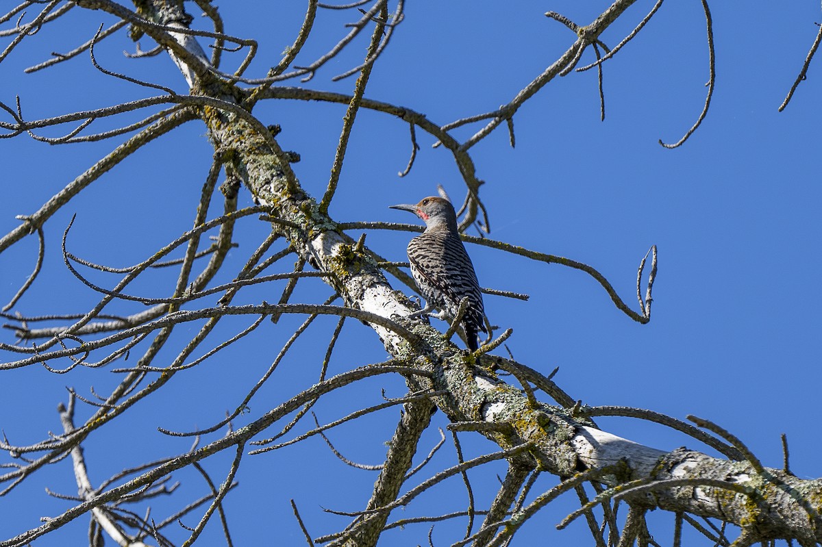 Northern Flicker (Red-shafted) - Steven Hunter