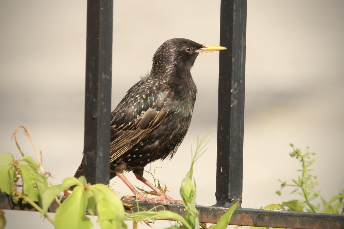 European Starling - Ty Smith