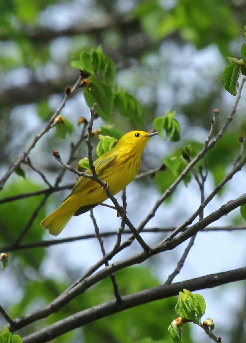 Yellow Warbler - ML618782382