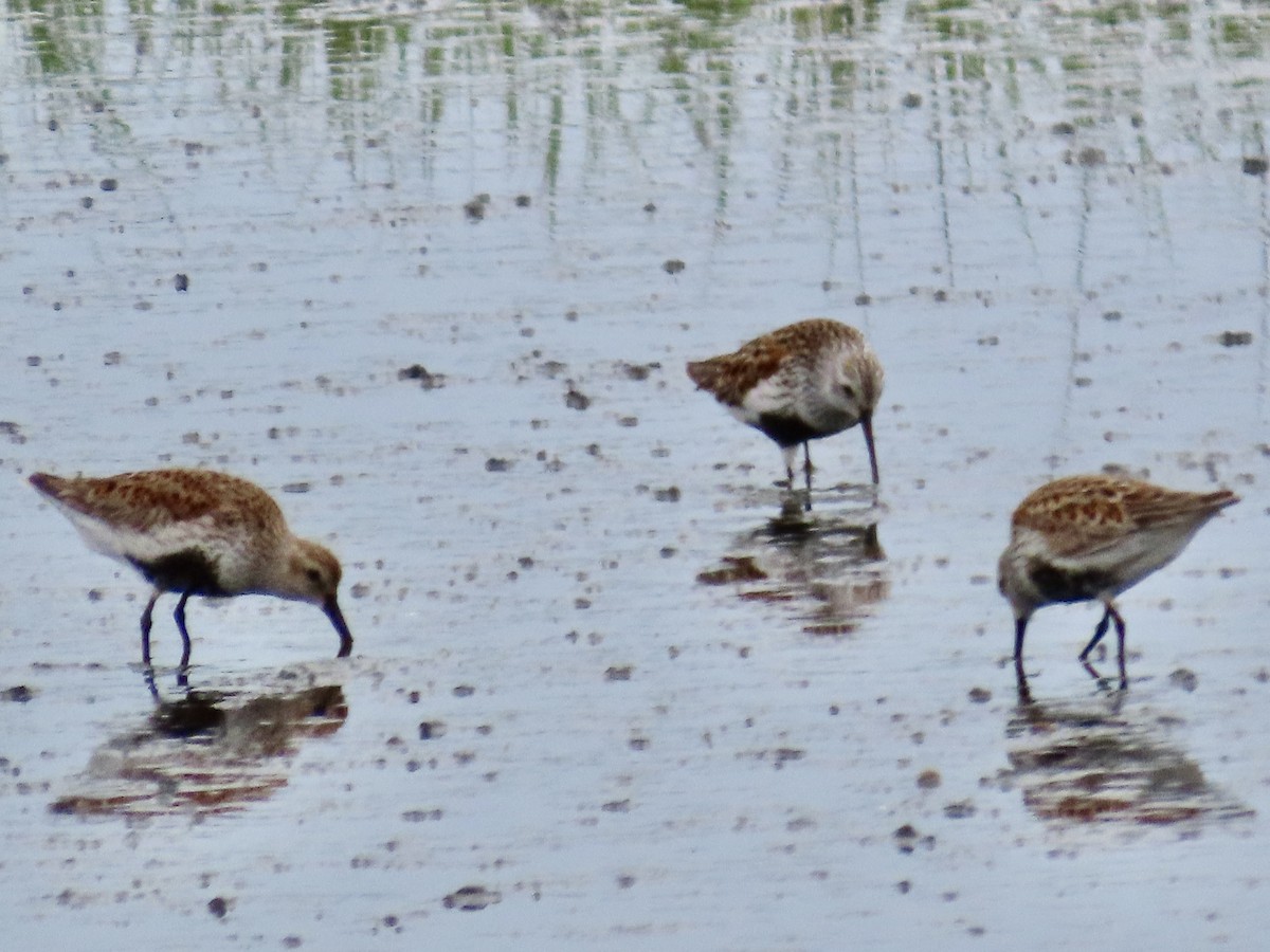 Dunlin - Craig Watson