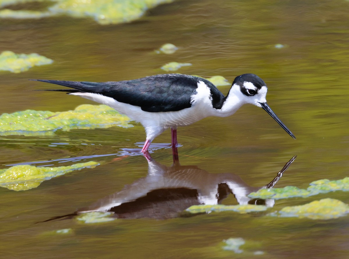 Black-necked Stilt - ML618782394