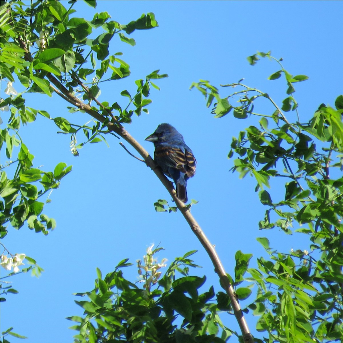 Blue Grosbeak - Jo-Ann Moore