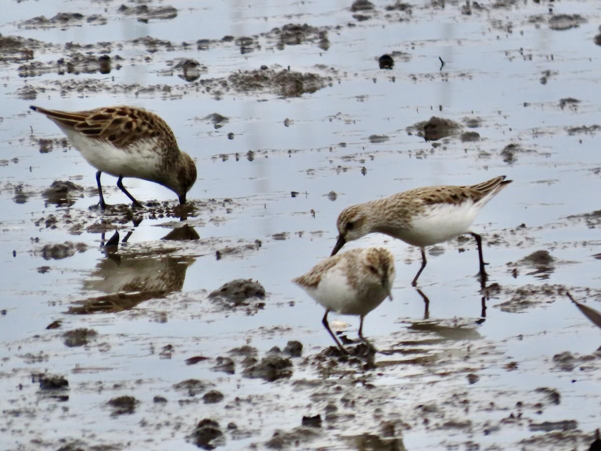 Semipalmated Sandpiper - Craig Watson