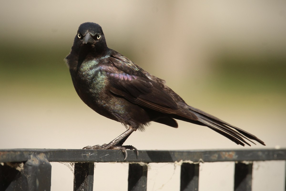 Common Grackle (Bronzed) - Ty Smith