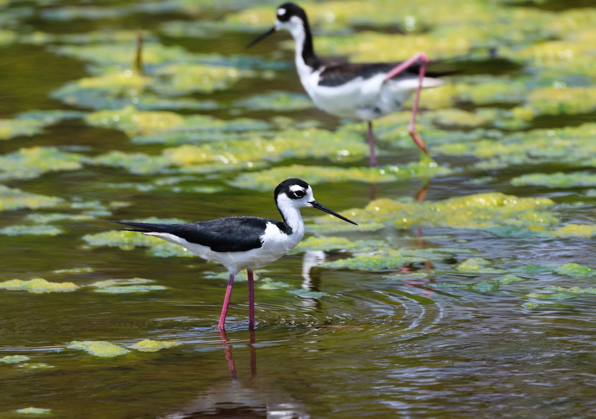 Black-necked Stilt - ML618782430