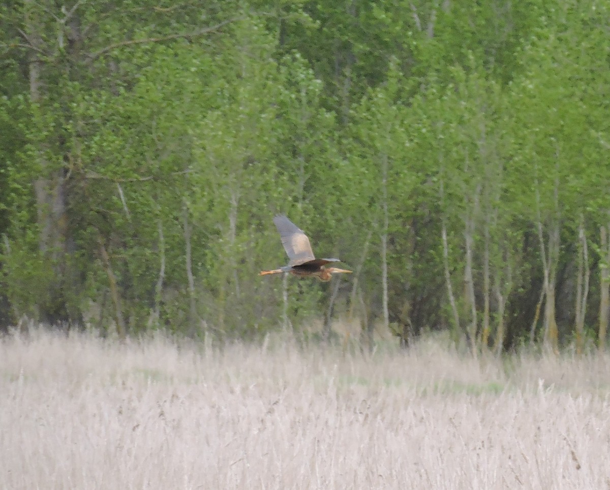 Purple Heron - Silvia Martín García