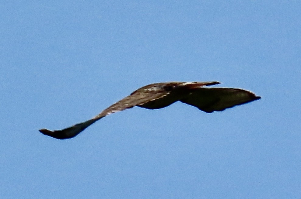 Red-tailed Hawk - Bruce and Shirley Gordon