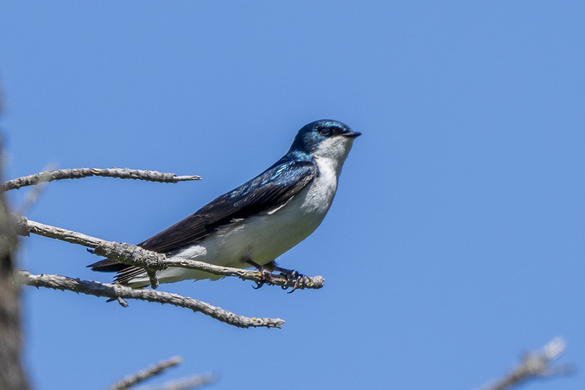 Tree Swallow - Steven Hunter