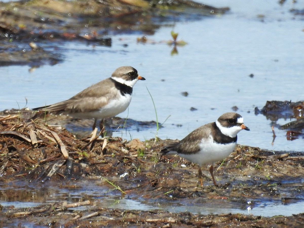 Semipalmated Plover - Roger Massey