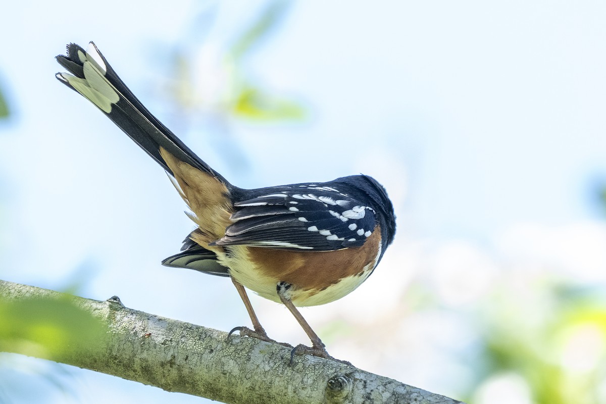 Spotted Towhee - Steven Hunter