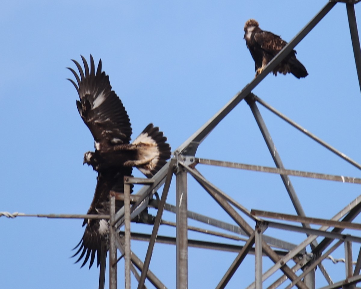 Golden Eagle - Linda Dalton