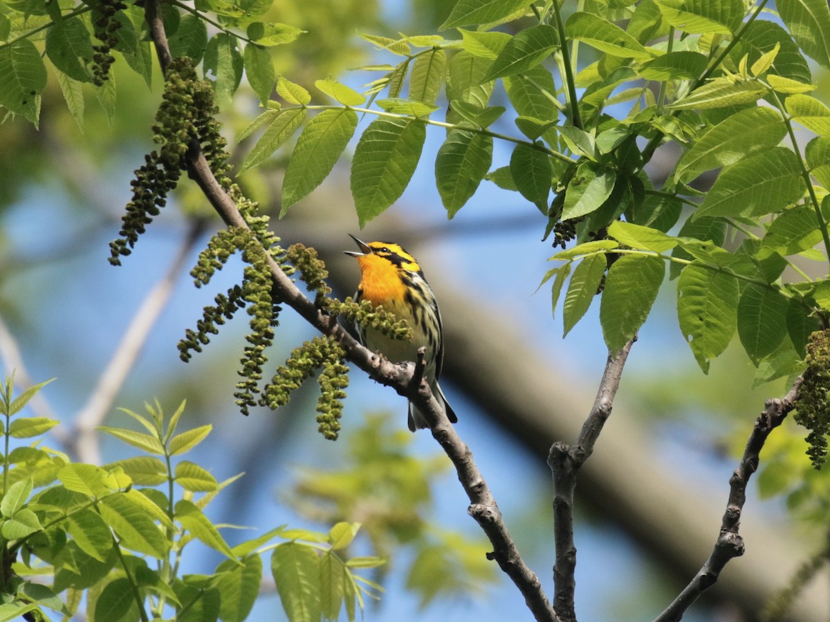 Blackburnian Warbler - Paul Jacyk