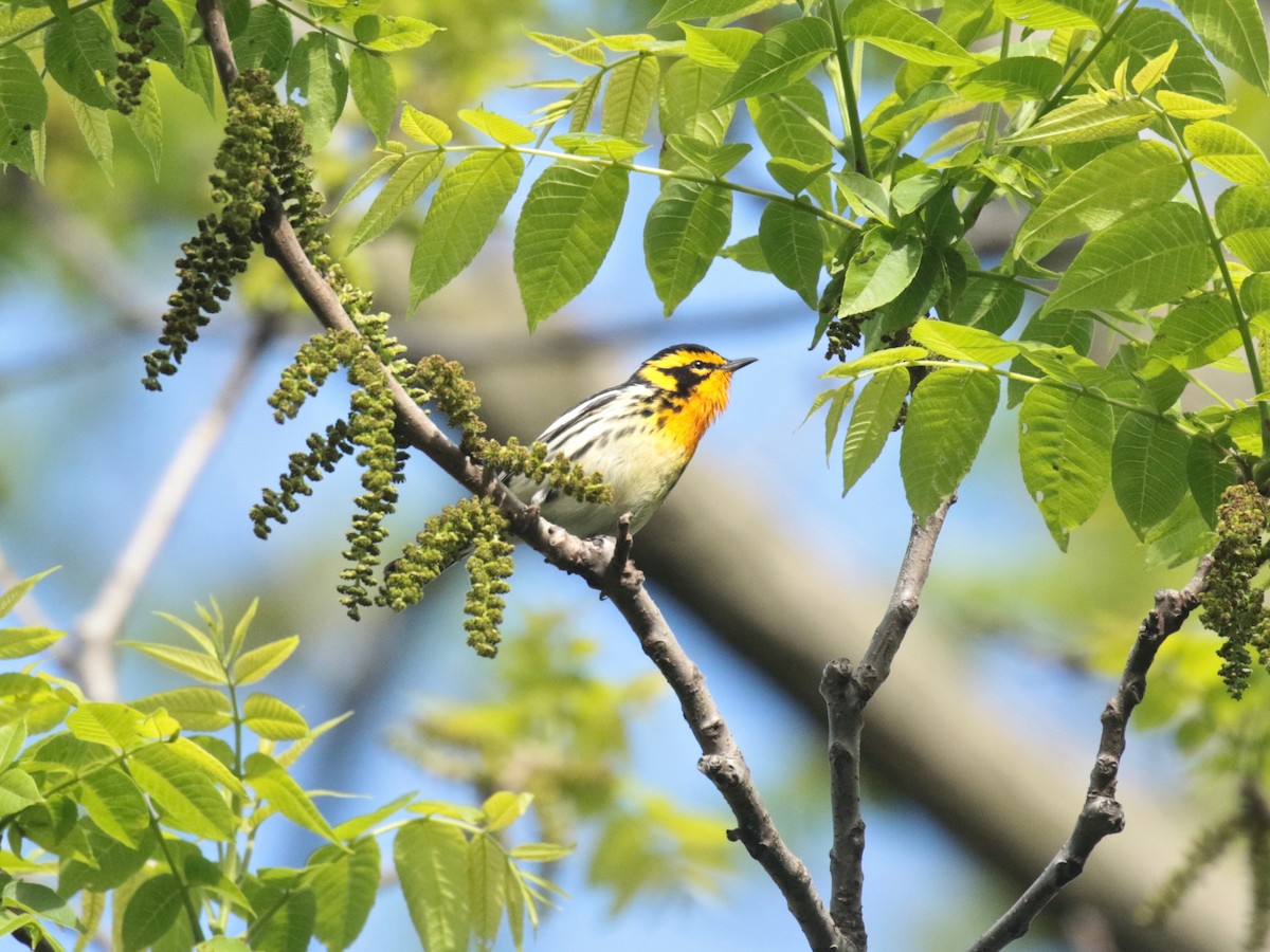 Blackburnian Warbler - ML618782477