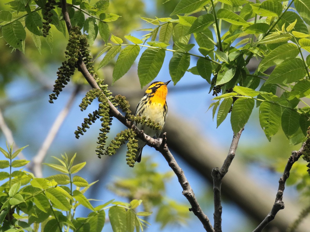 Blackburnian Warbler - ML618782478