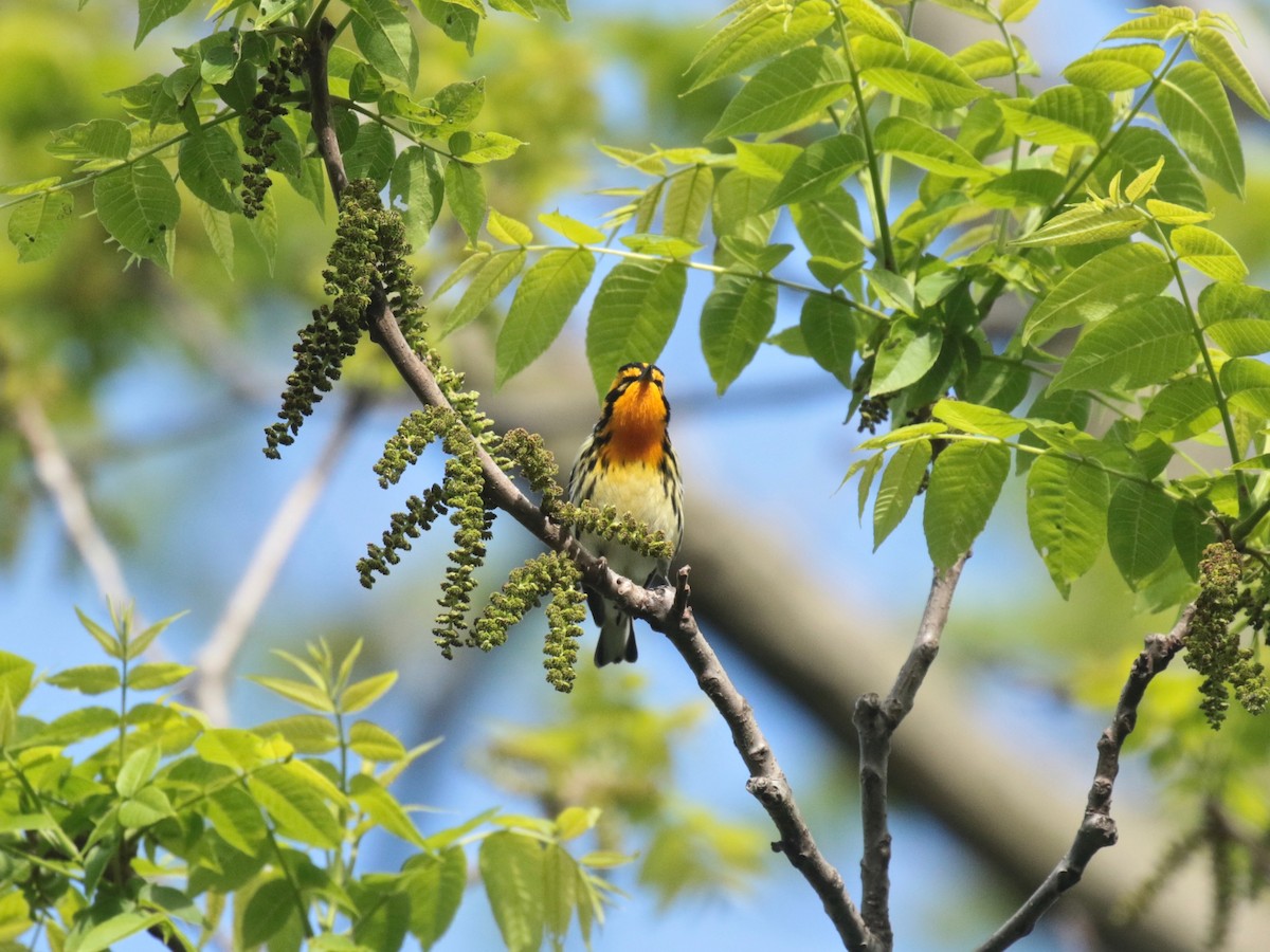 Blackburnian Warbler - Paul Jacyk