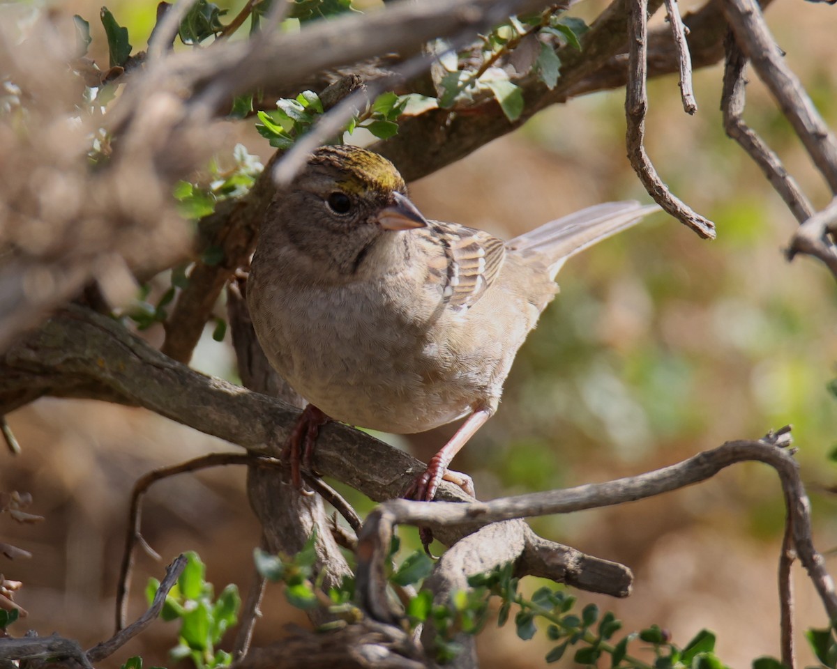 Golden-crowned Sparrow - Linda Dalton