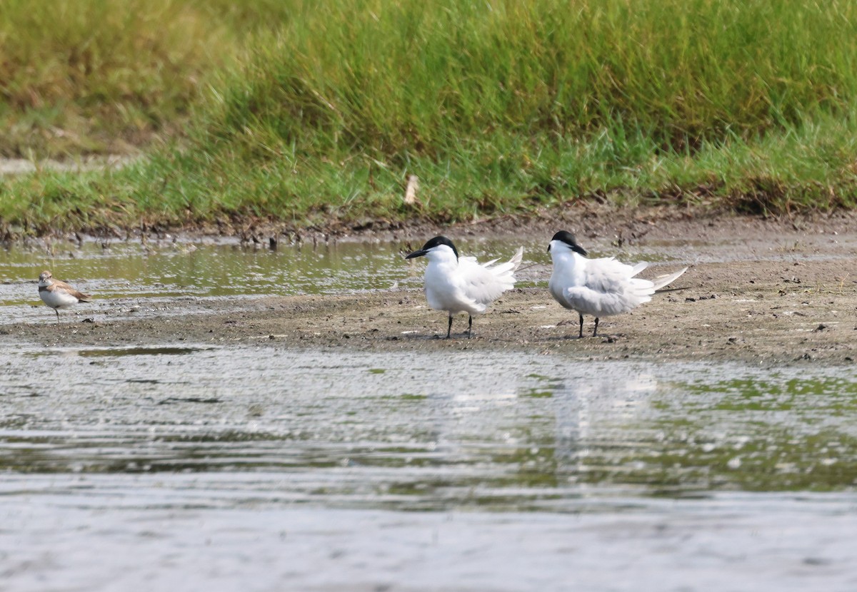 Gull-billed Tern - ML618782483