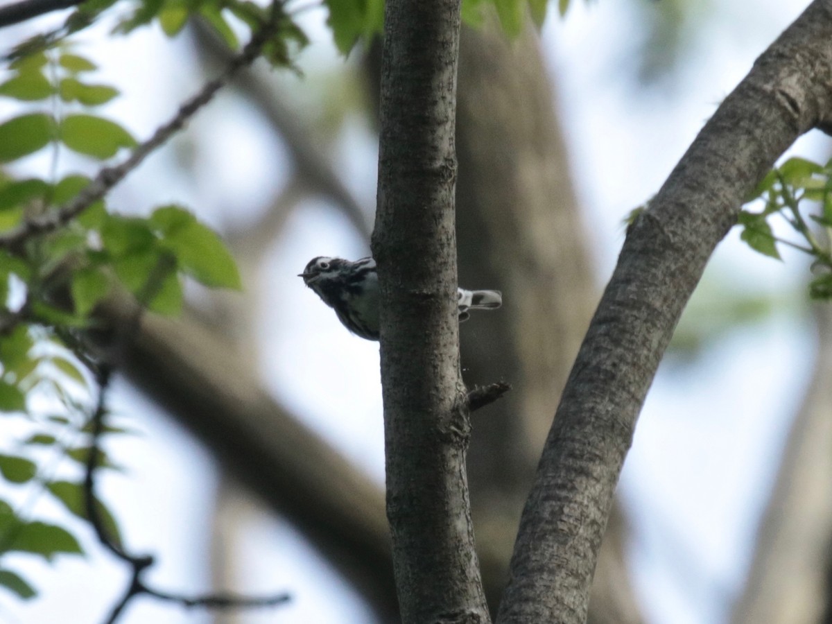 Black-and-white Warbler - ML618782489