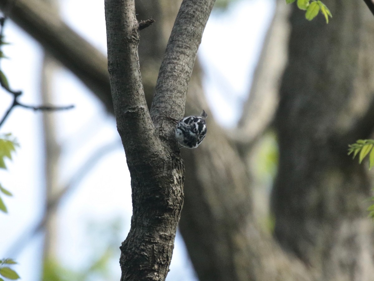 Black-and-white Warbler - ML618782490