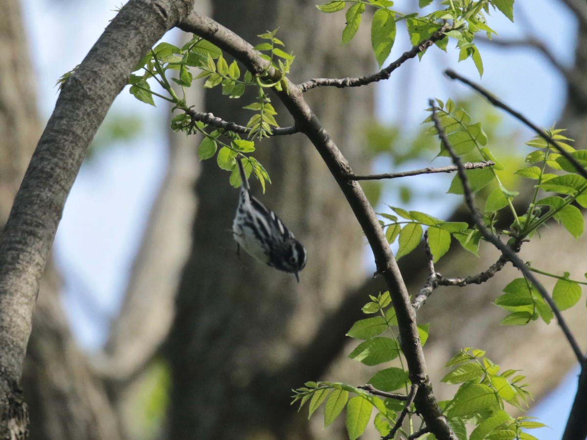 Black-and-white Warbler - ML618782491