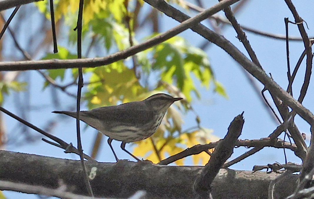 Northern Waterthrush - Joel Swanstrom