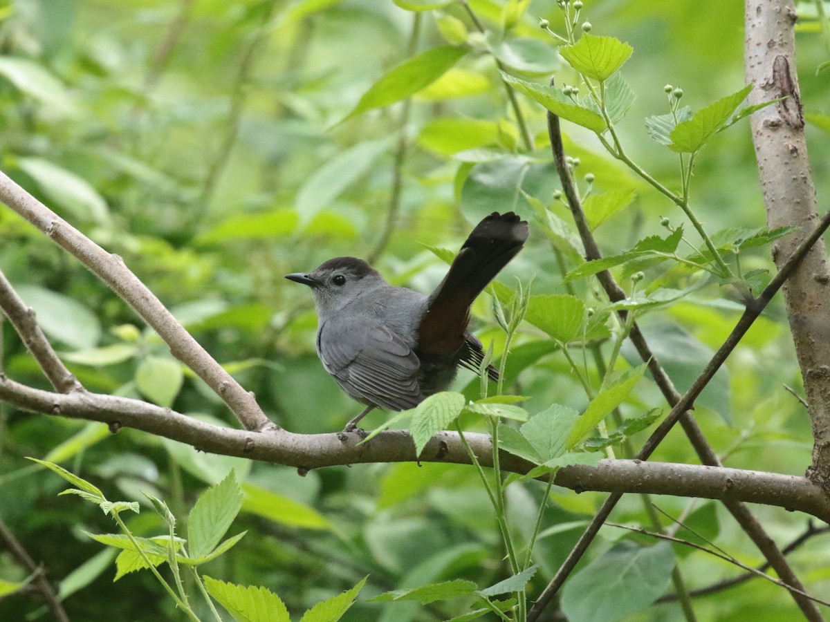 Gray Catbird - ML618782495