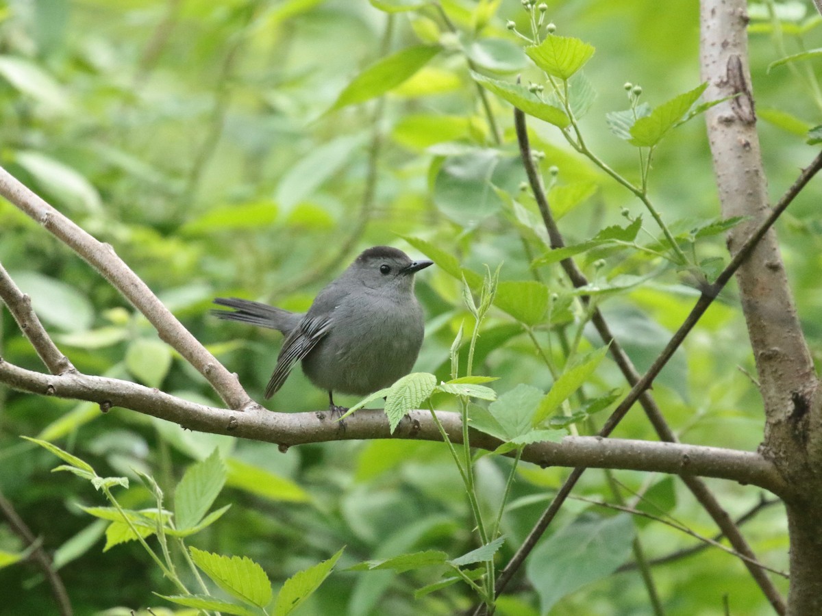 Gray Catbird - Paul Jacyk