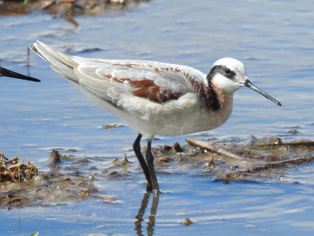 Wilson's Phalarope - Roger Massey