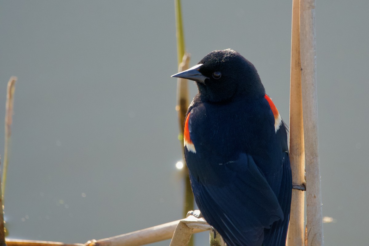 Red-winged Blackbird - Robert King