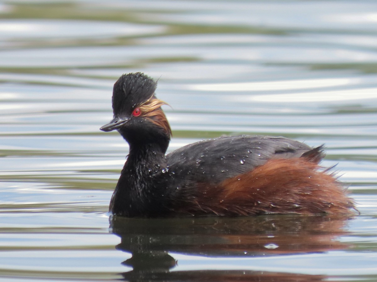 Eared Grebe - Jakub Lachman