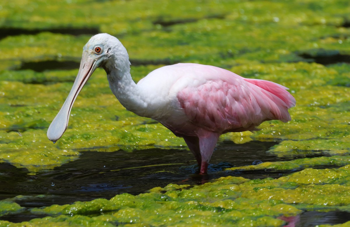 Roseate Spoonbill - Anne Ruben