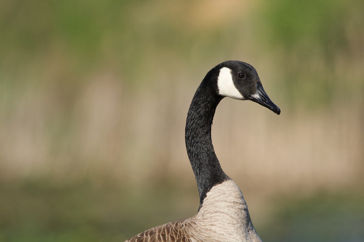 Canada Goose - Robert King