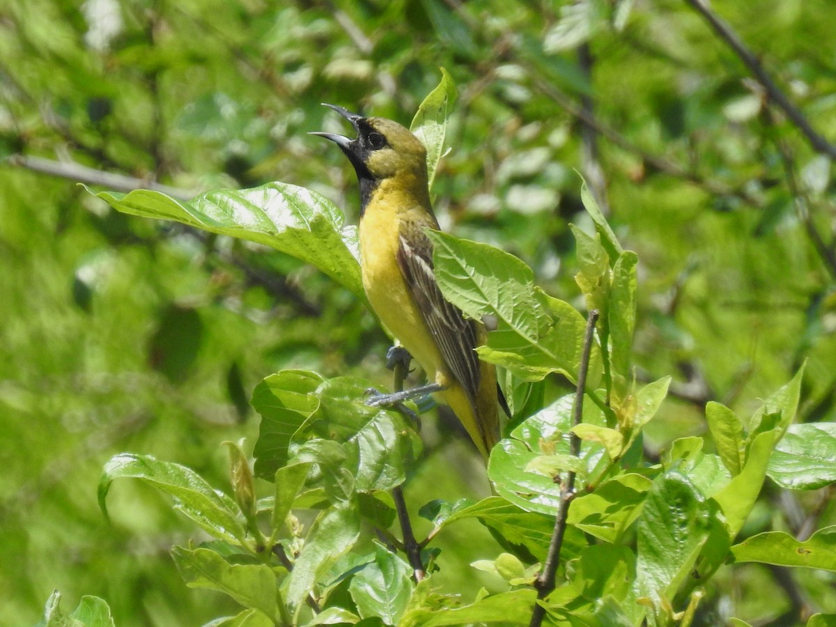 Orchard Oriole - Roger Massey