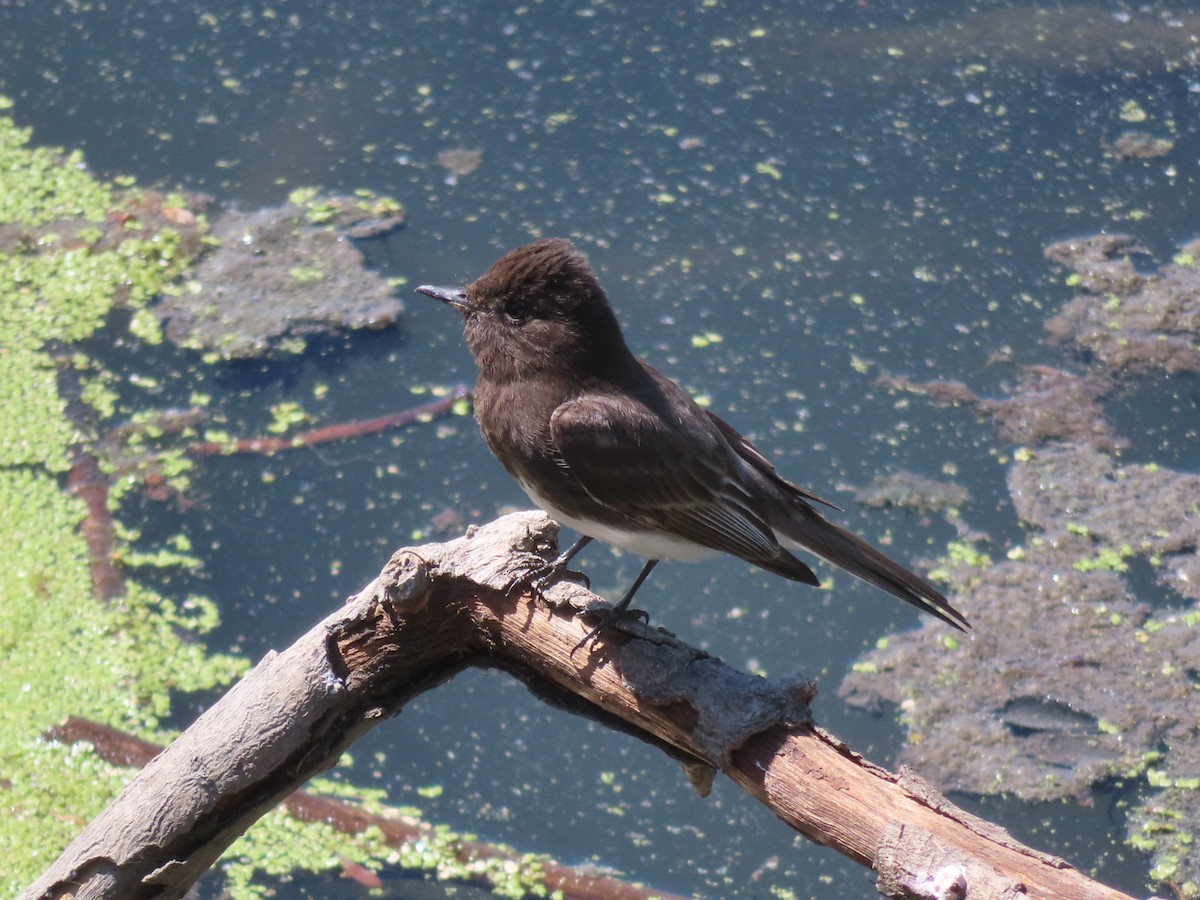 Black Phoebe - Karen Richardson