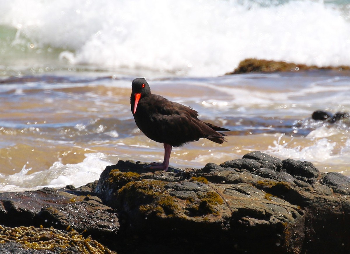 Sooty Oystercatcher - sean clancy