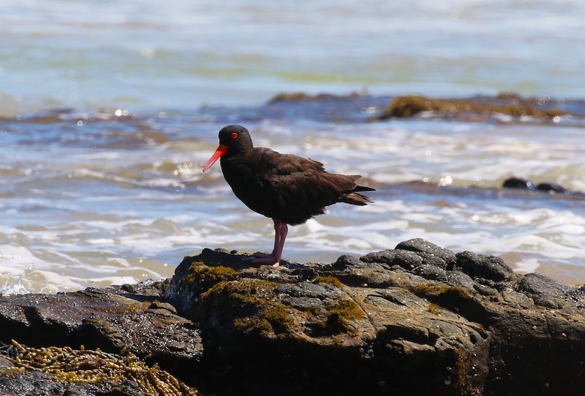 Sooty Oystercatcher - ML618782575