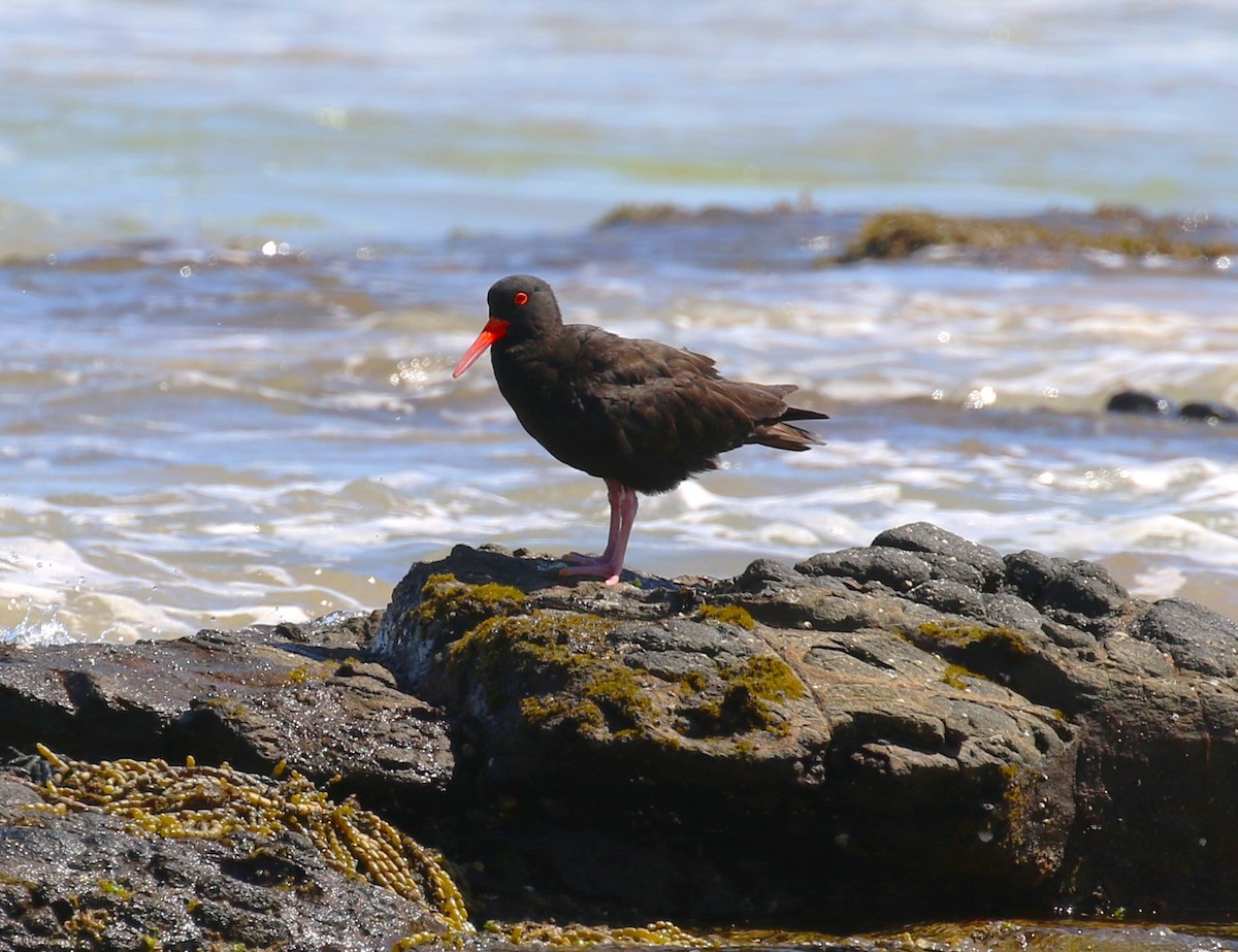 Sooty Oystercatcher - sean clancy