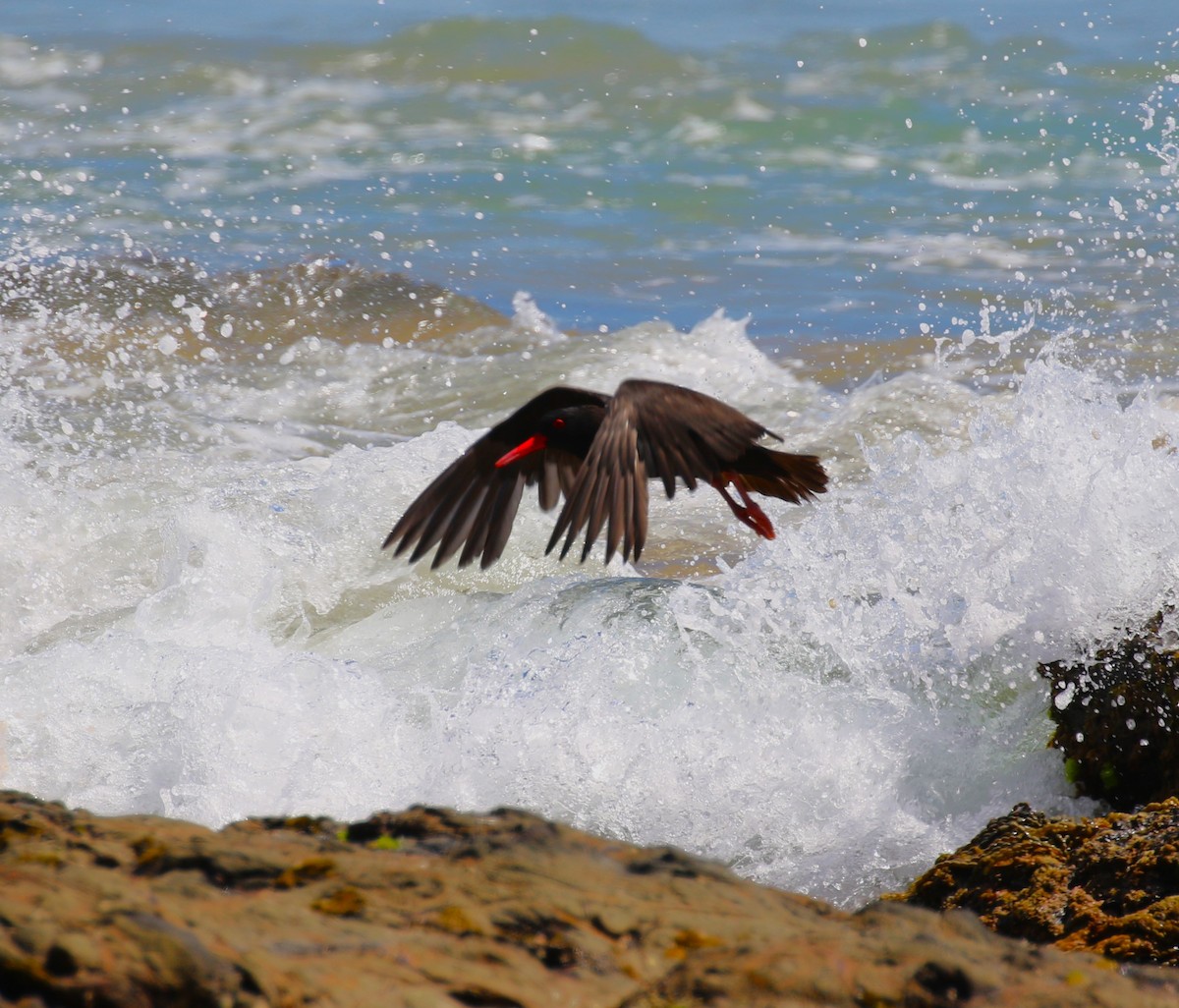 Sooty Oystercatcher - ML618782578