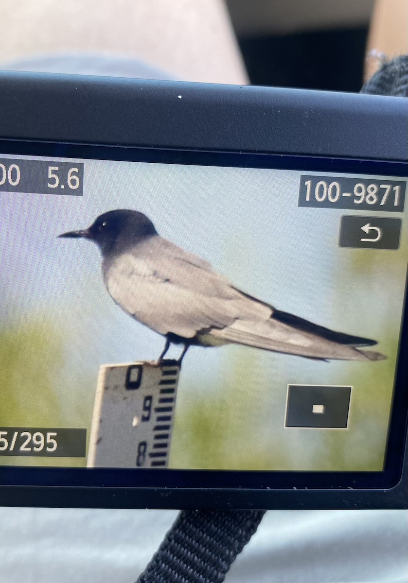 Black Tern - kate poaster