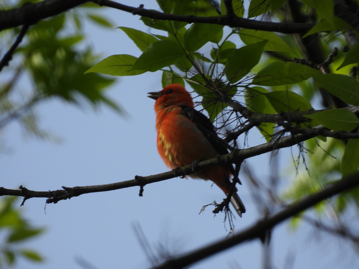 Scarlet Tanager - Rich Ziegler