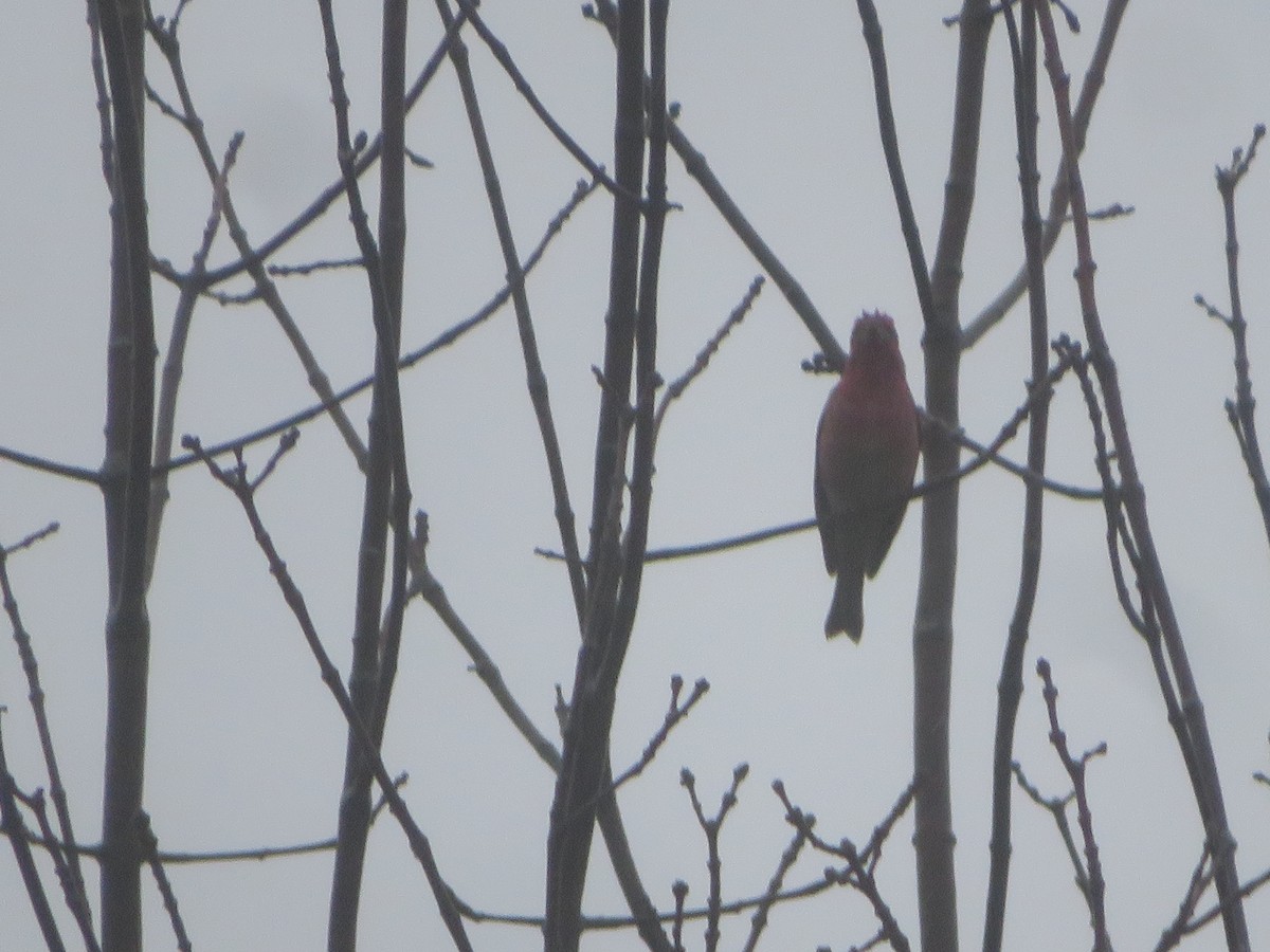 Purple Finch - William Kuk