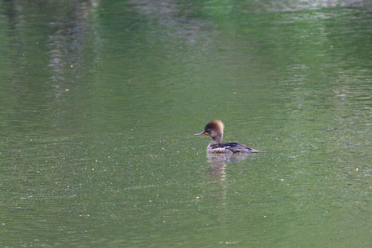 Hooded Merganser - Dori Eldridge