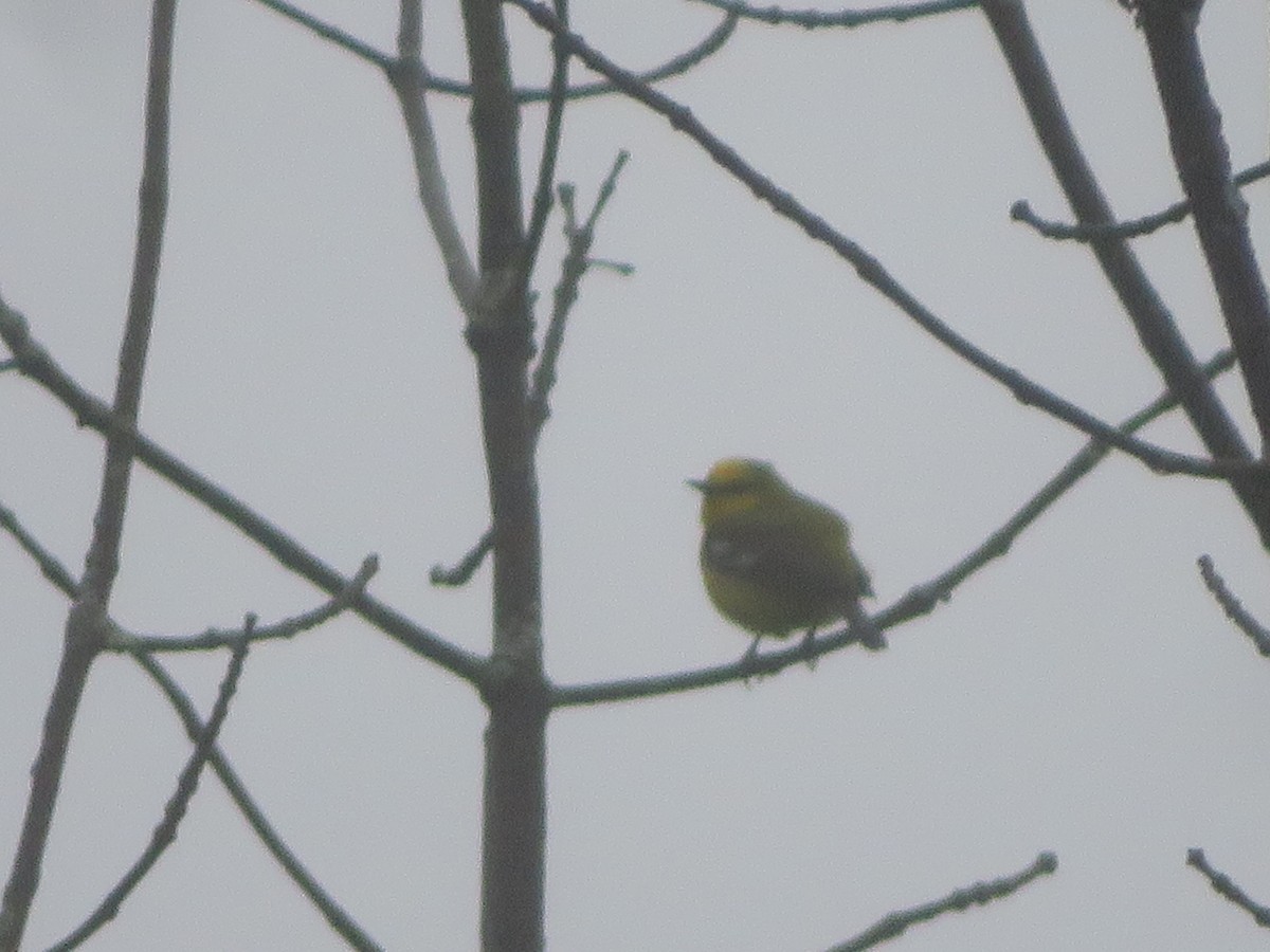 Blue-winged Warbler - William Kuk