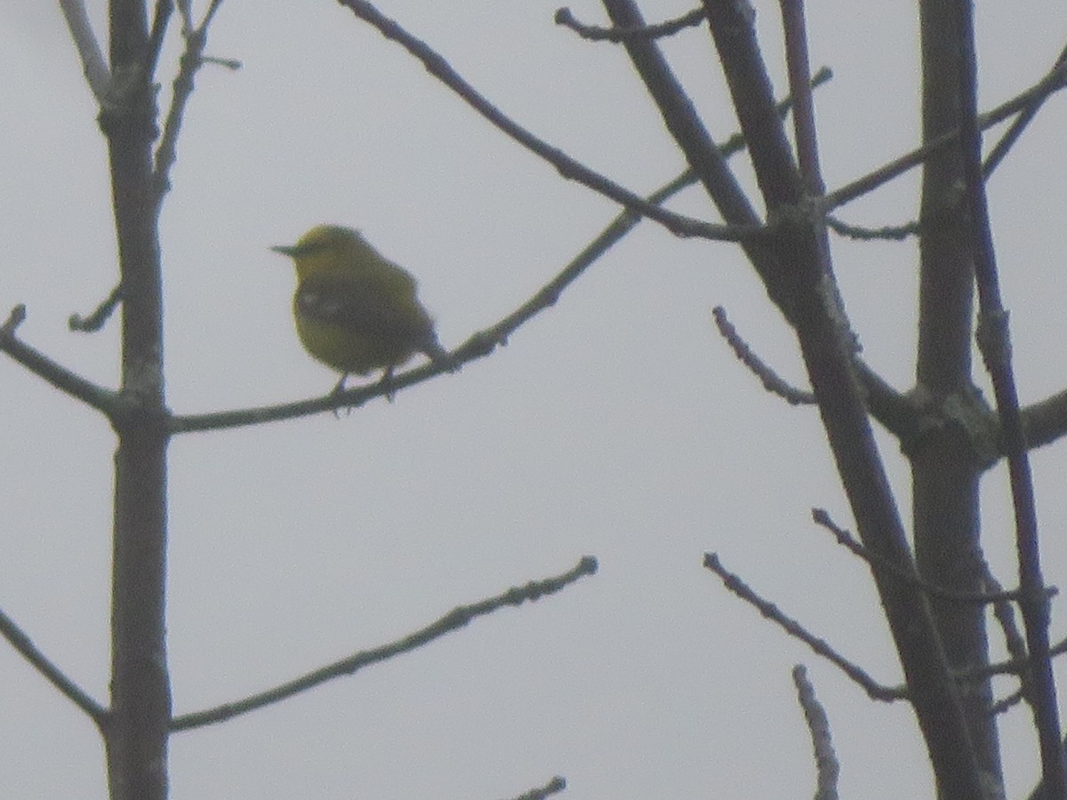 Blue-winged Warbler - William Kuk