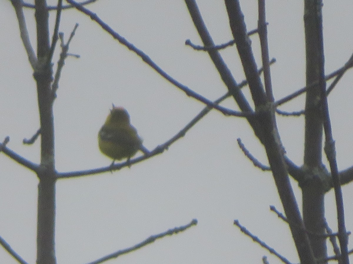 Blue-winged Warbler - William Kuk