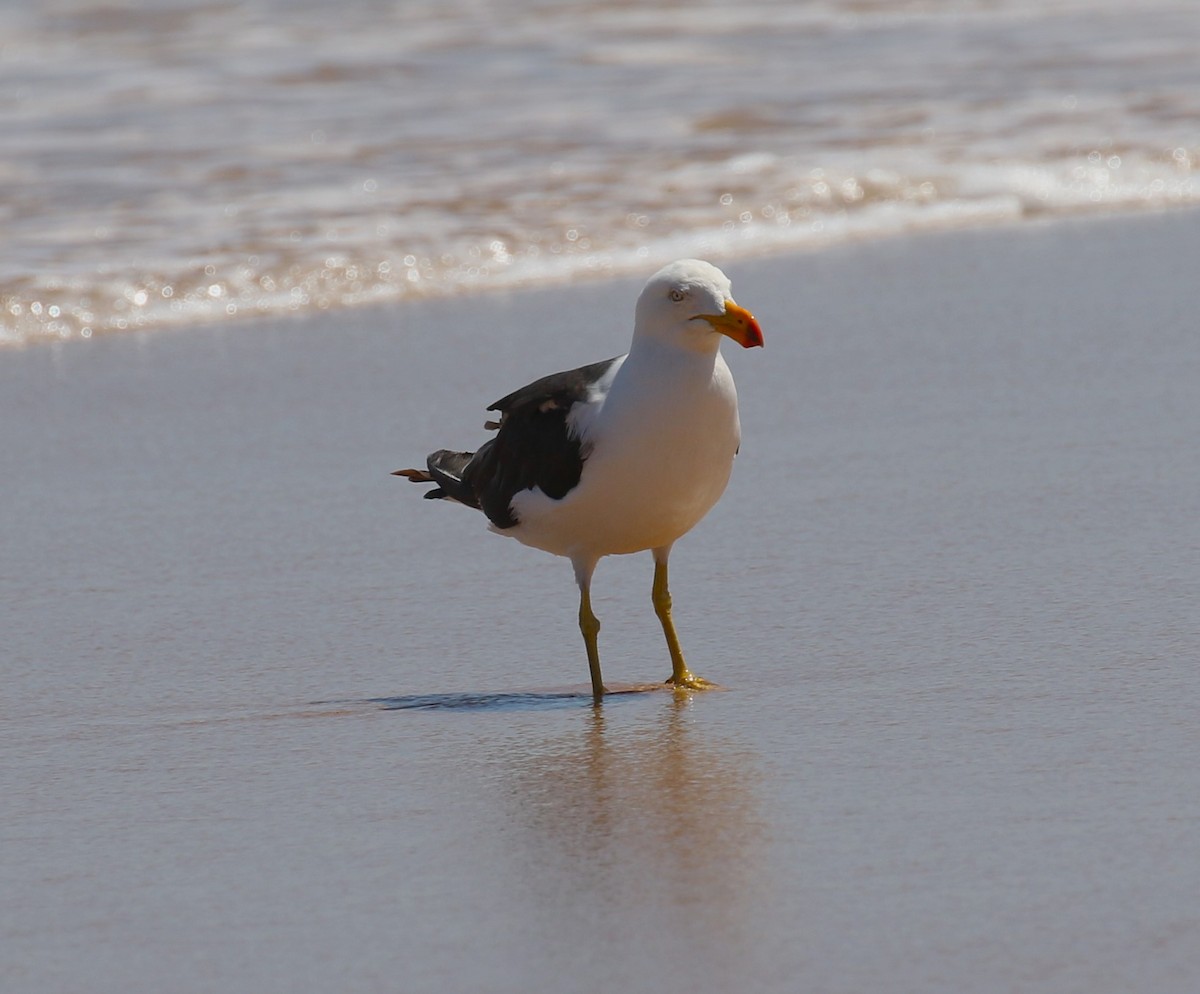 Pacific Gull - ML618782622